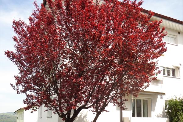 Sehr schöne 3.5 Zimmerwohnung an ruhiger Lage in Beinwil am See - Bild# 11